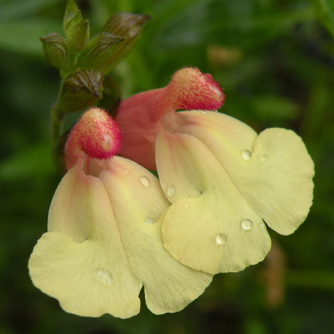 Salvia La Mancha